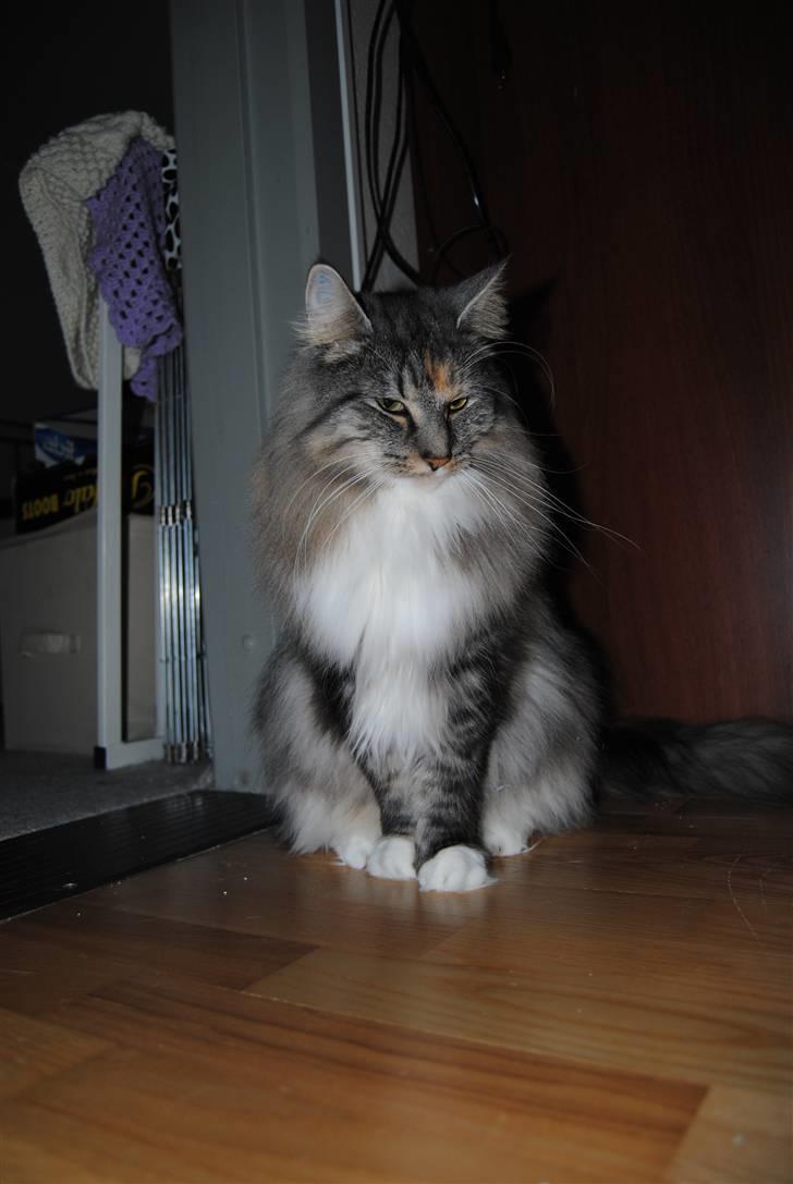 Norsk Skovkat IP DK*Cayica's Muraco Achal billede 9