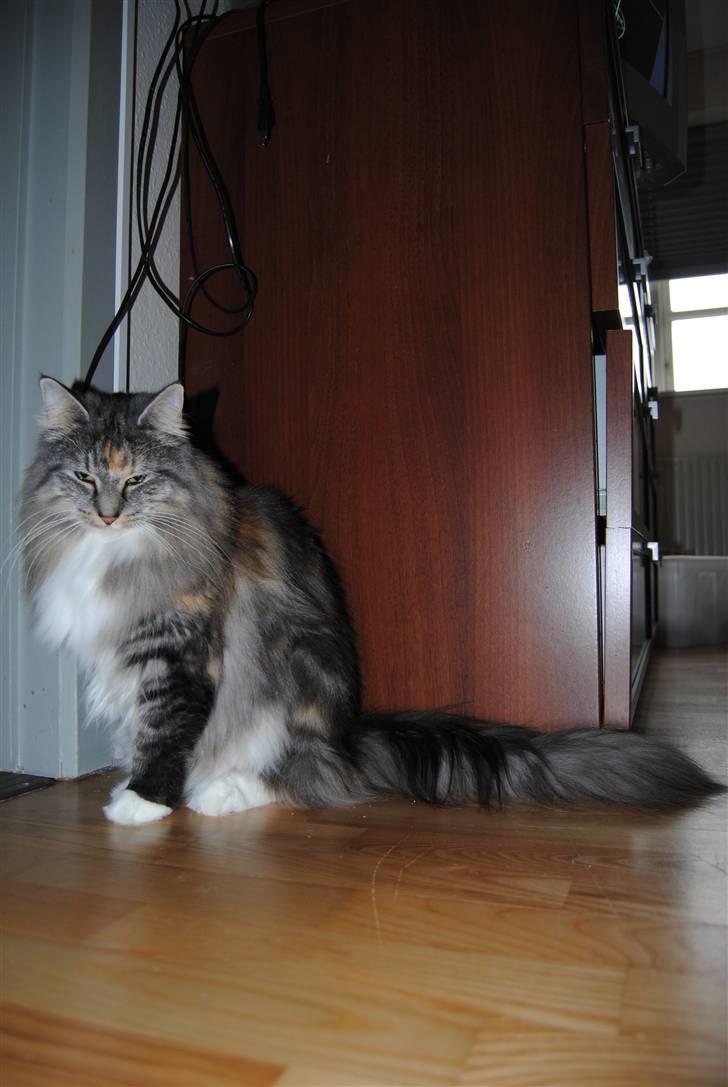 Norsk Skovkat IP DK*Cayica's Muraco Achal billede 8