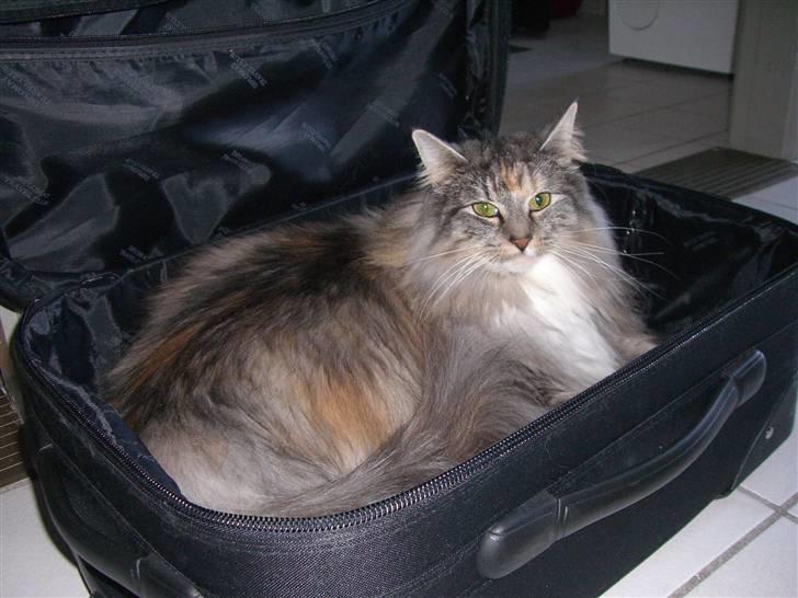 Norsk Skovkat IP DK*Cayica's Muraco Achal billede 7