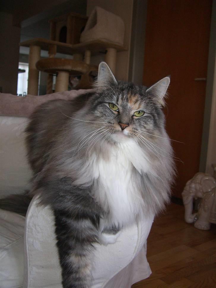 Norsk Skovkat IP DK*Cayica's Muraco Achal billede 6