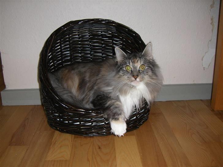 Norsk Skovkat IP DK*Cayica's Muraco Achal billede 5