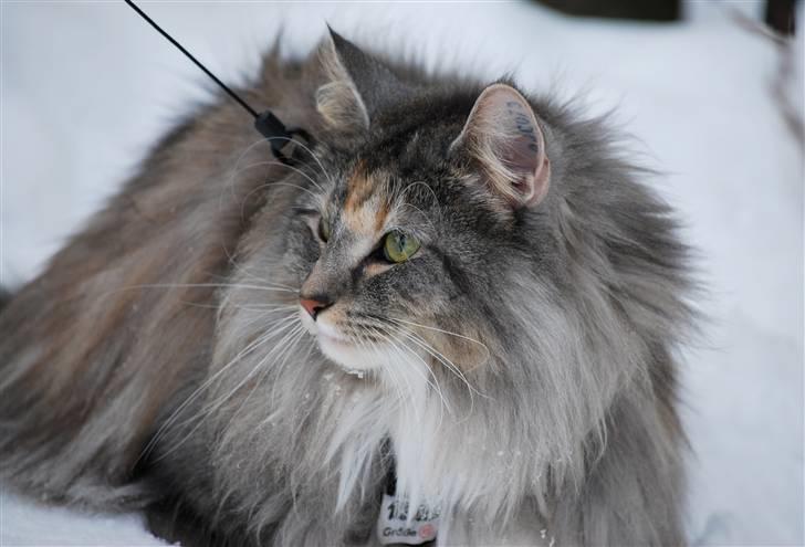 Norsk Skovkat IP DK*Cayica's Muraco Achal billede 4