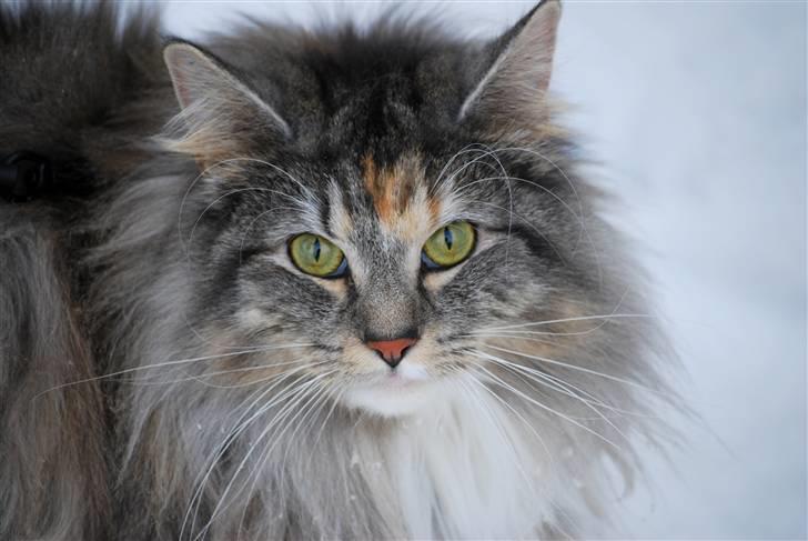 Norsk Skovkat IP DK*Cayica's Muraco Achal billede 3