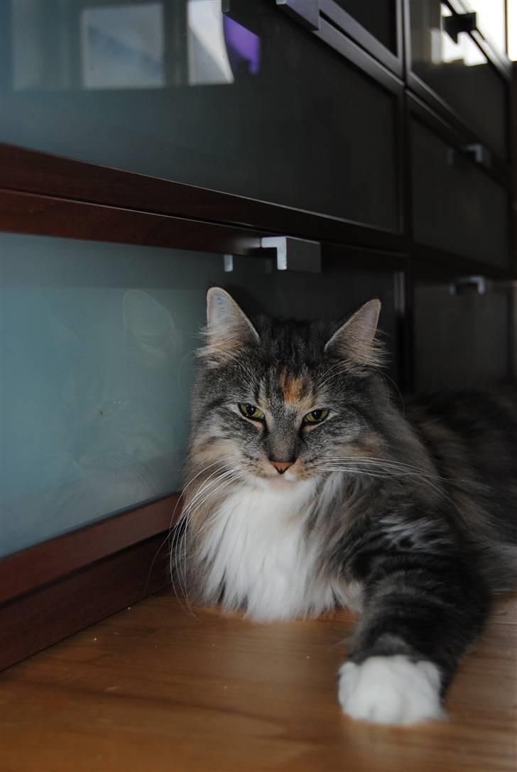 Norsk Skovkat IP DK*Cayica's Muraco Achal billede 2