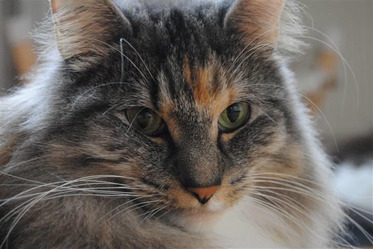 Norsk Skovkat IP DK*Cayica's Muraco Achal billede 1