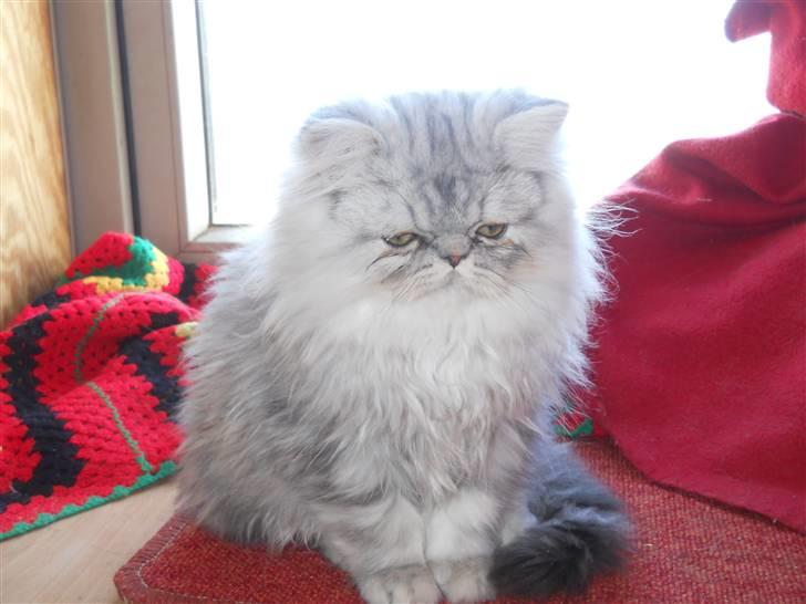 Perser santa billede 1