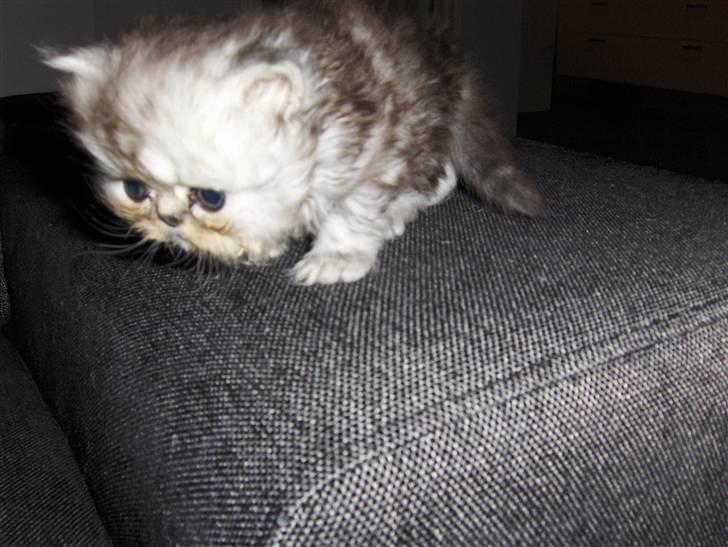 Perser santa billede 2