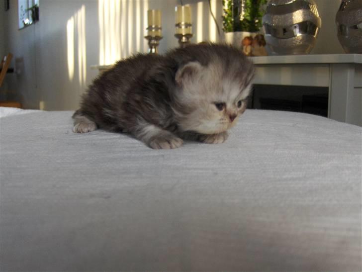 Perser santa billede 3