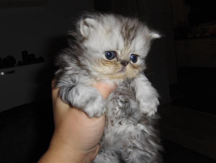 Perser santa billede 4