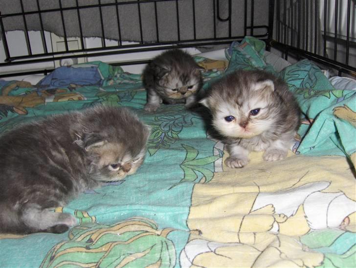 Perser santa billede 5