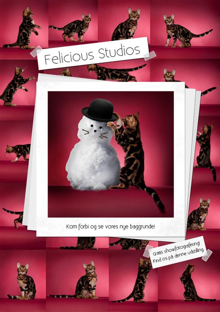 Bengal DK Northern Feline Asuri billede 13