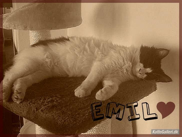 Huskat lille misty billede 6