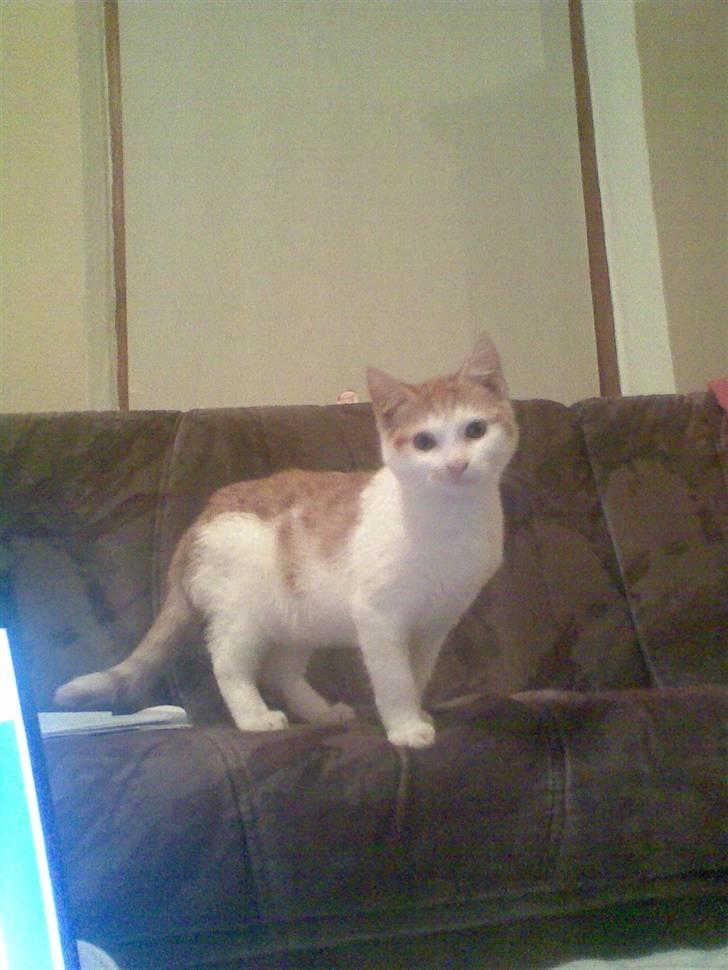 Huskat Kom med et navn :) billede 6