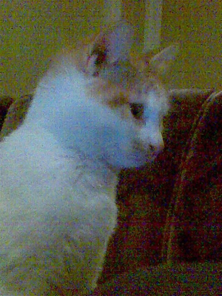 Huskat Kom med et navn :) billede 7