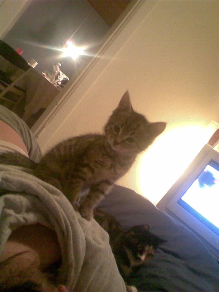 Huskat Moto (; billede 10