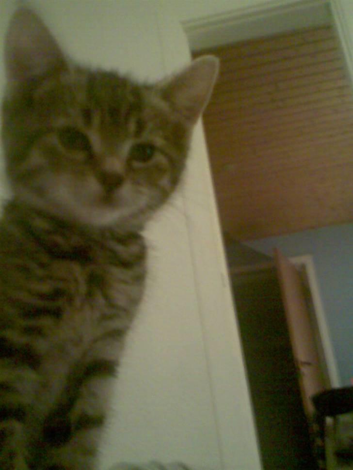 Huskat Moto (; billede 11