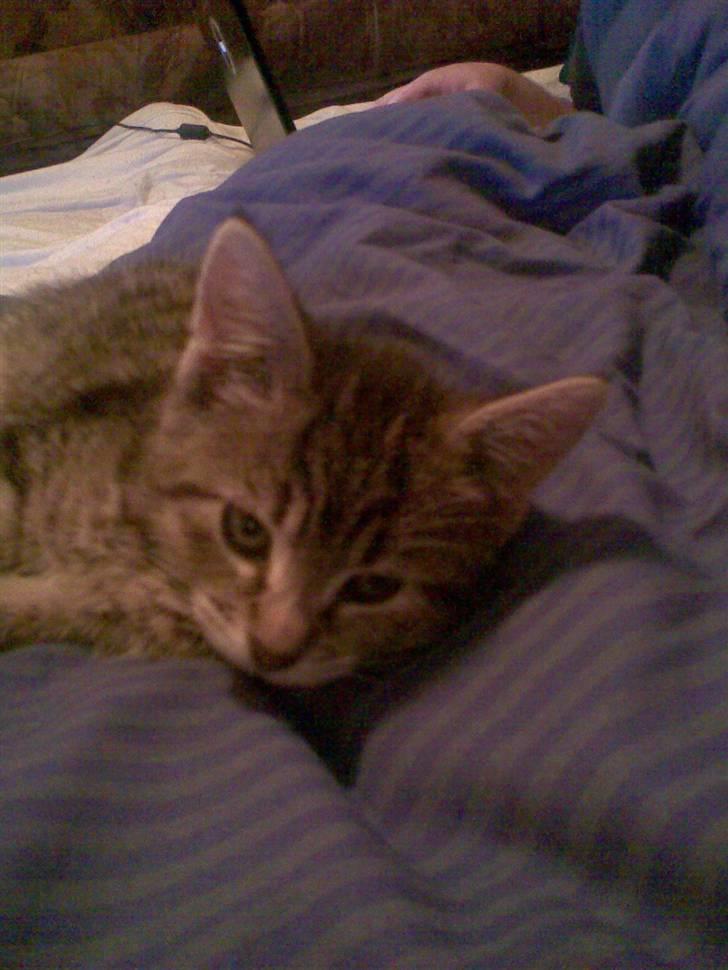 Huskat Moto (; billede 12