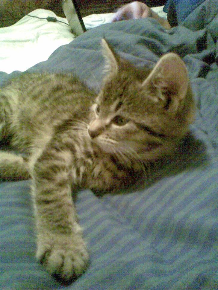 Huskat Moto (; billede 13