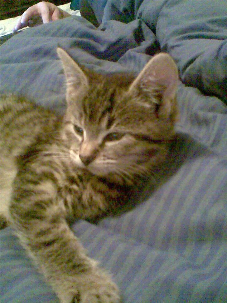 Huskat Moto (; billede 14