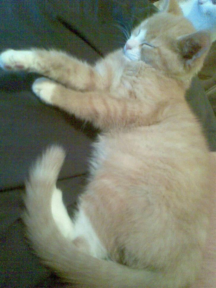 Huskat Lucky ;) billede 6