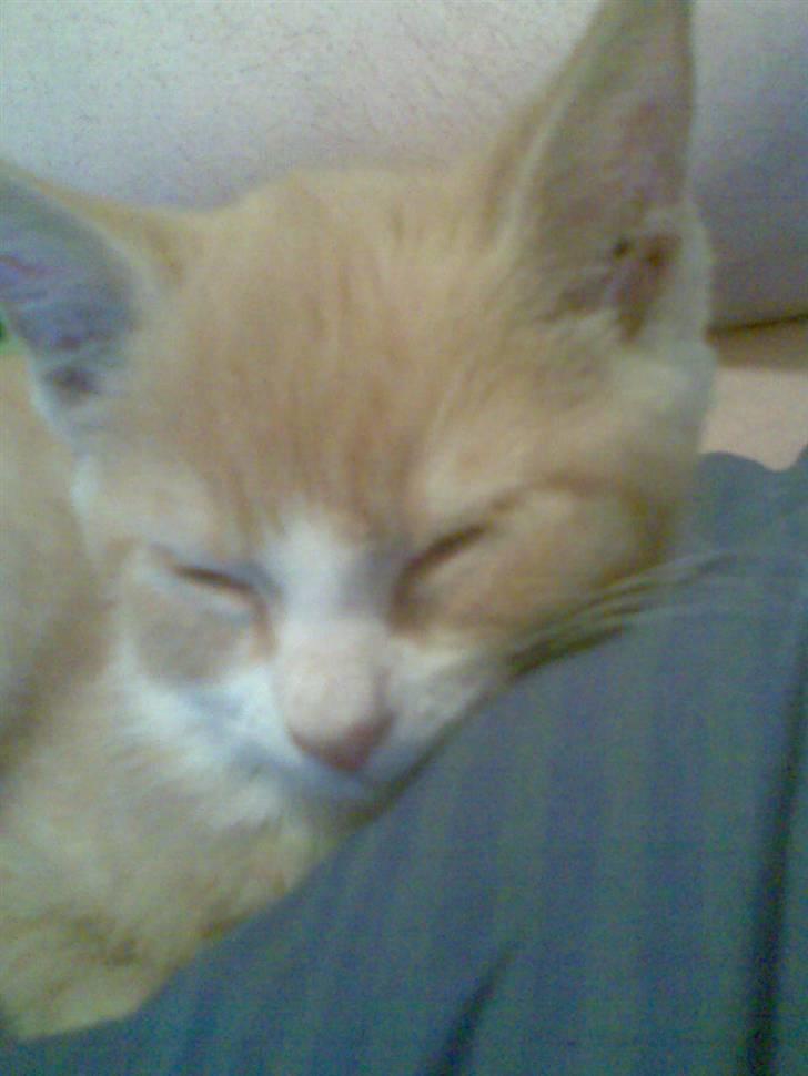 Huskat Lucky ;) billede 7