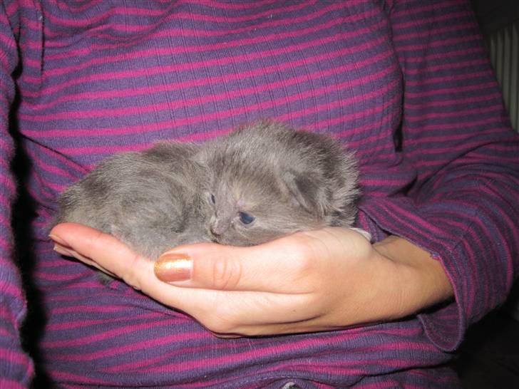 Maine Coon Alma - 1/11-10 billede 9