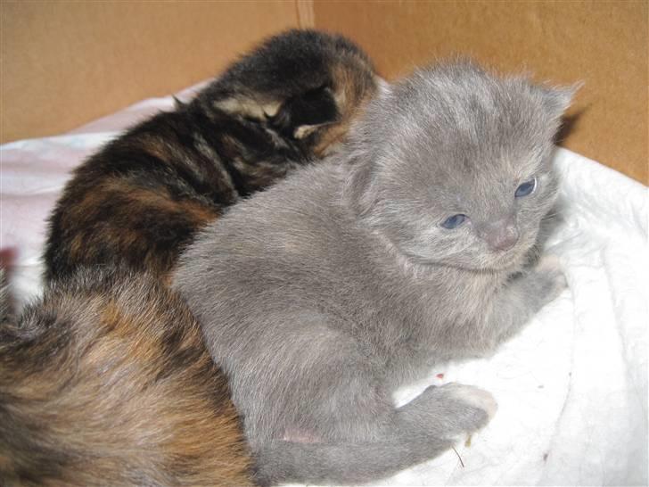 Maine Coon Alma - 1/11-10 billede 10