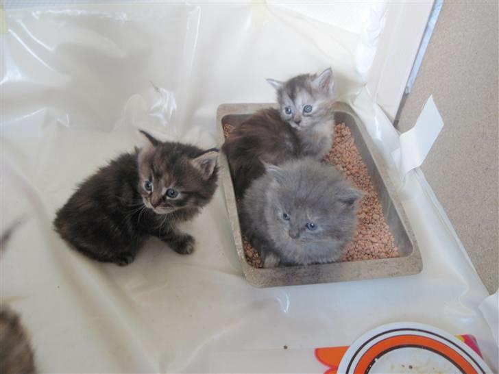 Maine Coon Alma - 15/11-10 billede 12