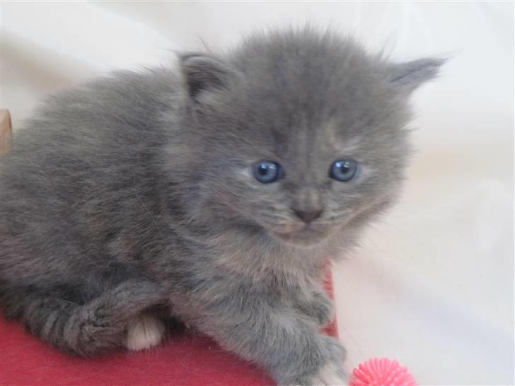 Maine Coon Alma - 15/11-10 billede 13