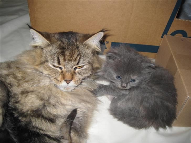 Maine Coon Alma - 16/11-10 Mor og datter billede billede 14