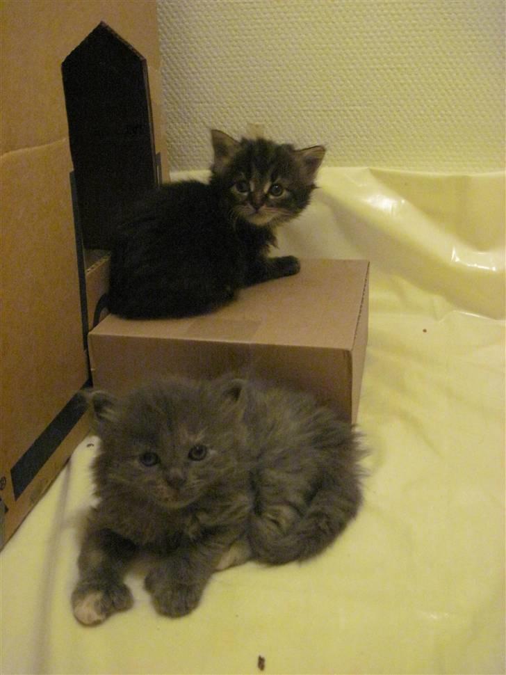 Maine Coon Alma - 16/11-10 billede 15