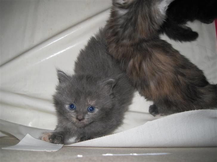 Maine Coon Alma - 19/11-10 billede 16