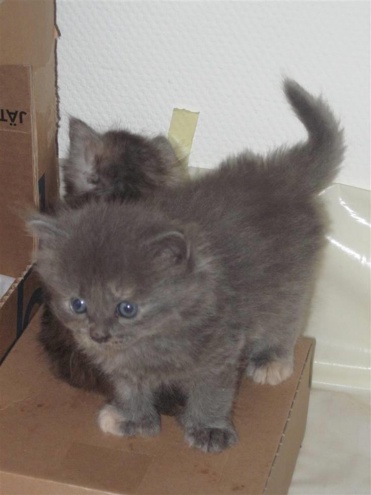 Maine Coon Alma - 19/11-10 billede 17