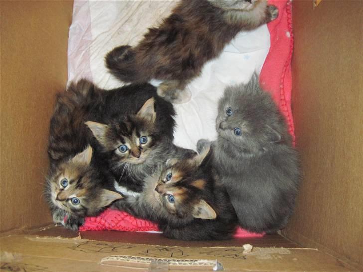 Maine Coon Alma - 19/11-10 billede 18