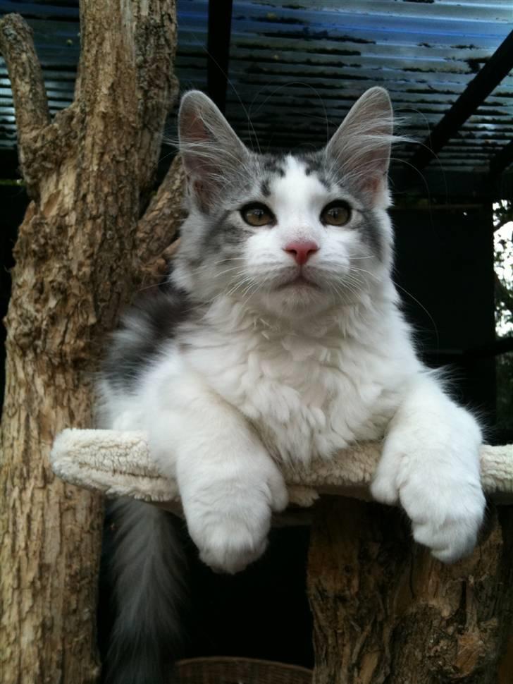 Maine Coon ozzie billede 3