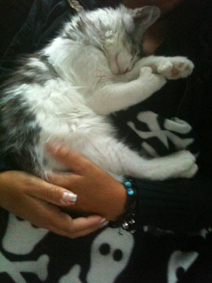 Maine Coon ozzie billede 8