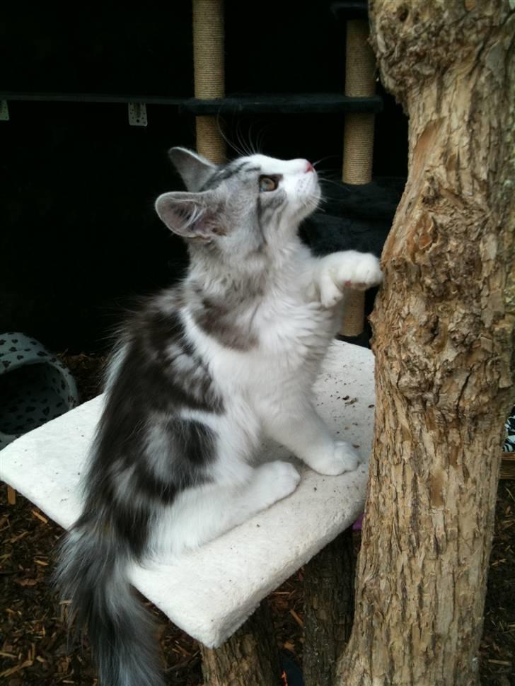 Maine Coon ozzie billede 9