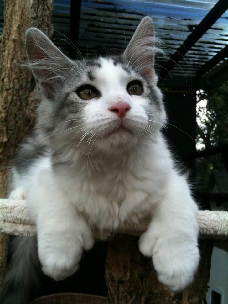 Maine Coon ozzie billede 10