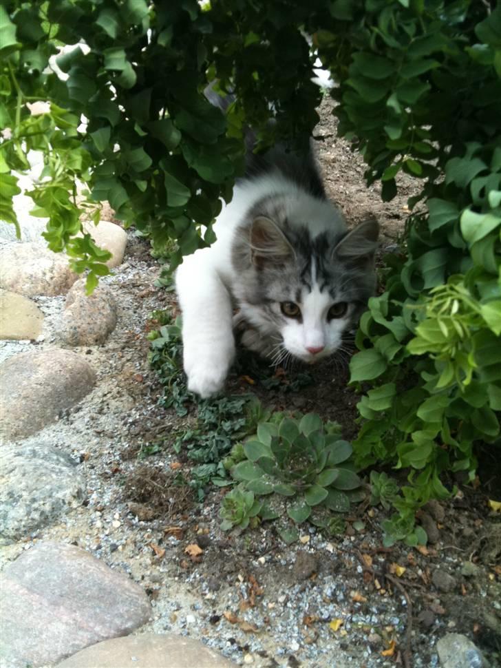 Maine Coon ozzie billede 11