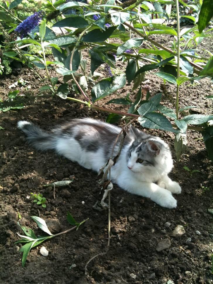 Maine Coon ozzie billede 12