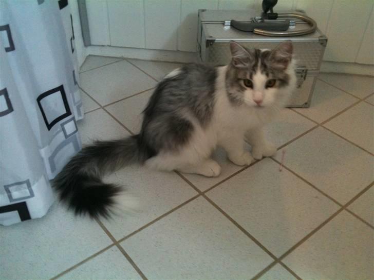 Maine Coon ozzie billede 13