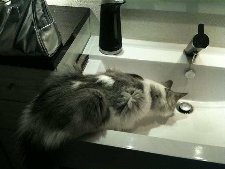 Maine Coon ozzie billede 14