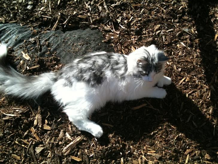 Maine Coon ozzie billede 15