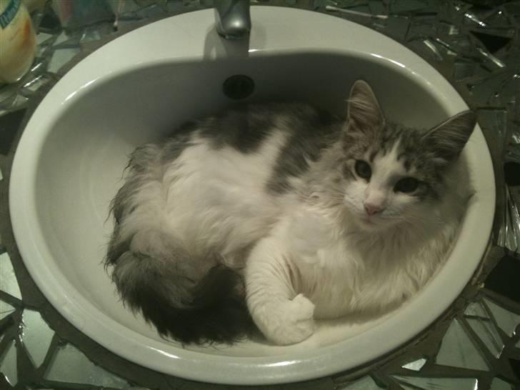 Maine Coon ozzie billede 16