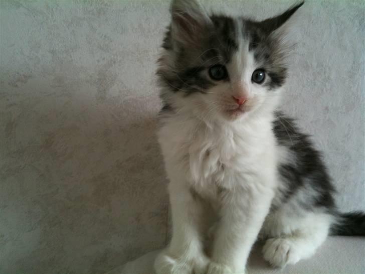 Maine Coon ozzie billede 17