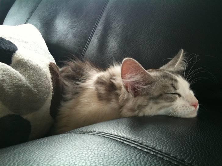 Maine Coon ozzie billede 18