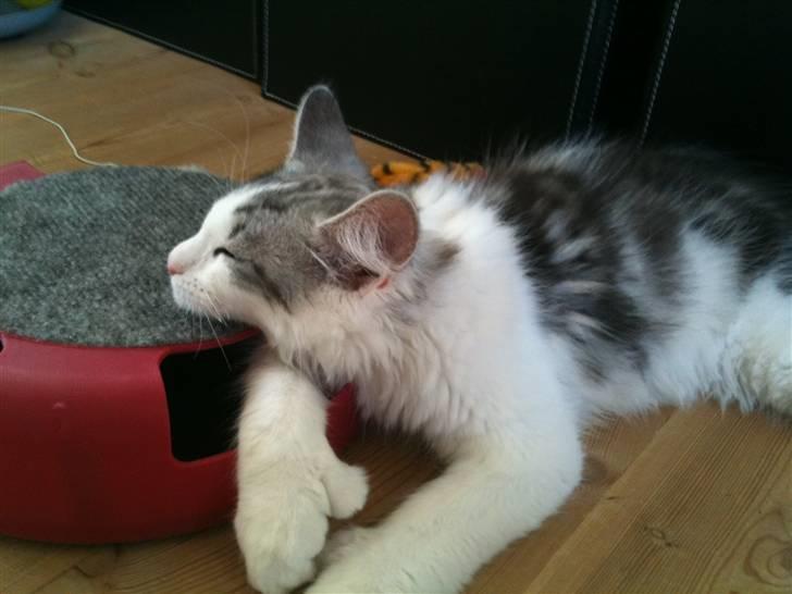 Maine Coon ozzie billede 19