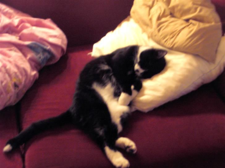 Blanding af racer Kiskat - Nu er din plads.. min plads:) billede 9