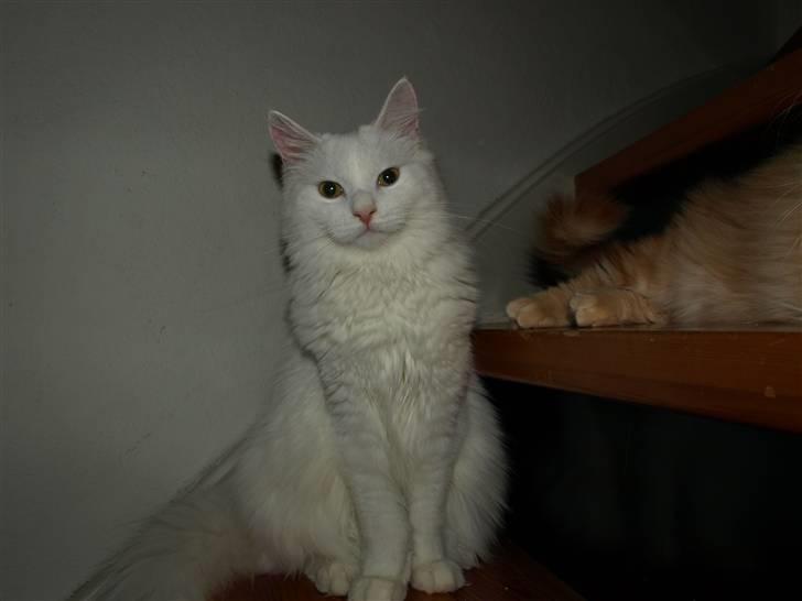 Maine Coon Sørøver Sally billede 8