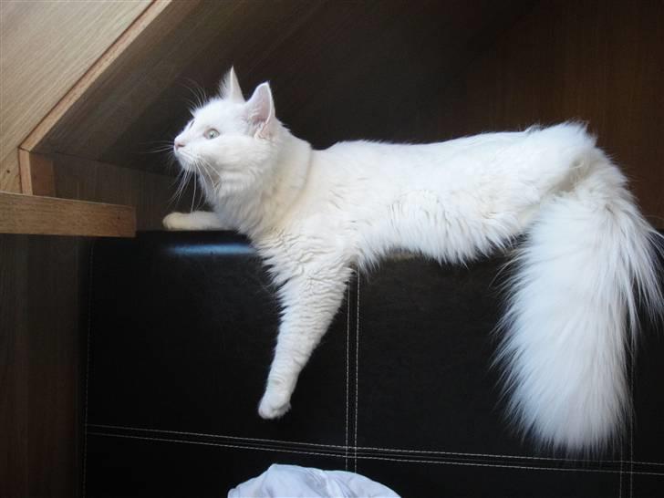Maine Coon Sørøver Sally billede 9
